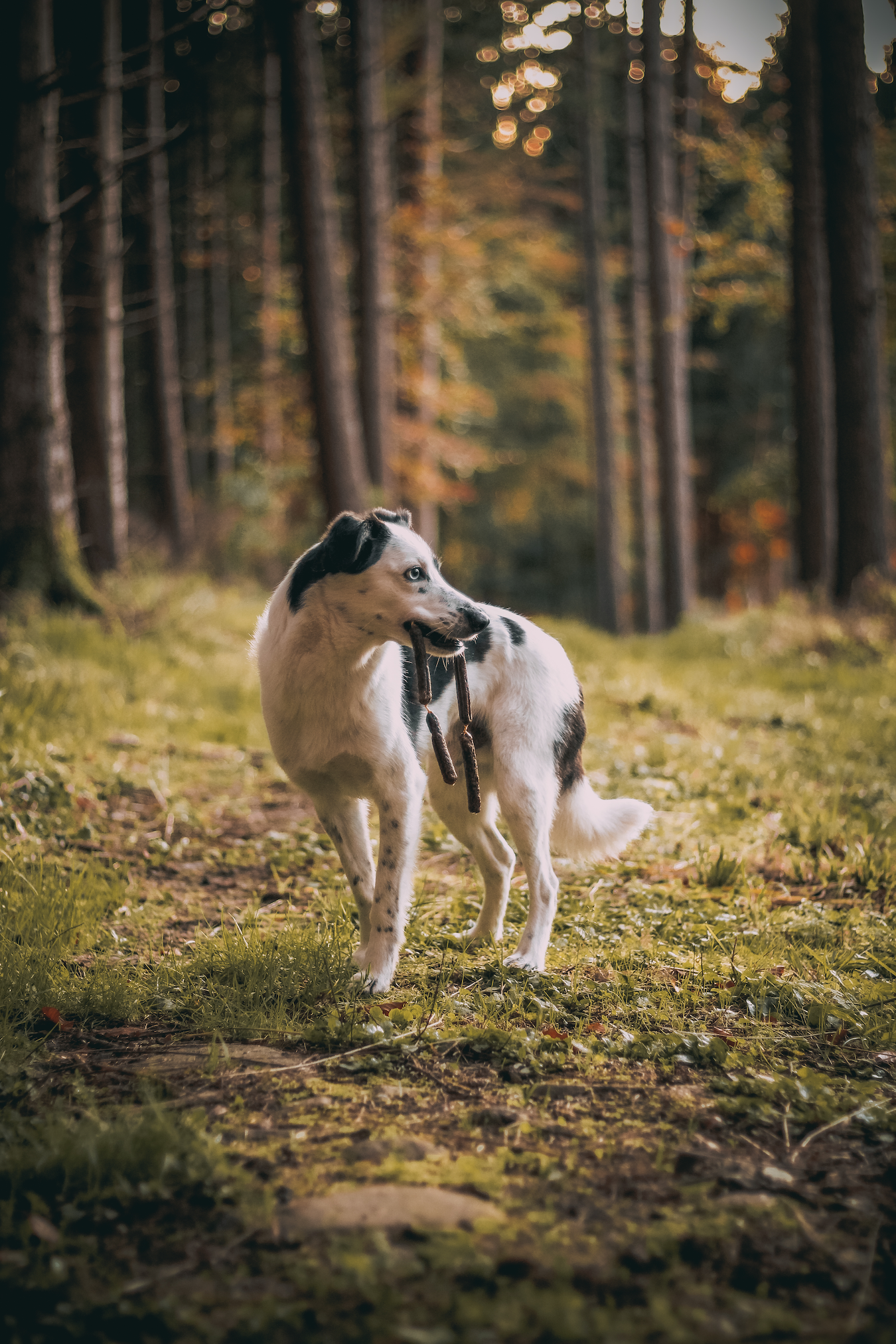 Essential Finest Duck Herbs & Apple Sausages - Afbeelding 3